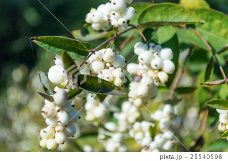 Symphoricarpos albus berries Symphoricarpos albus berries 25540598