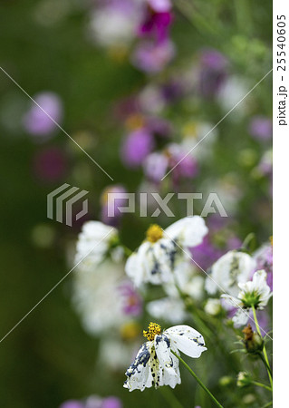 2016年10月8日未明阿蘇山中岳第一火口爆発的噴火36年ぶりにより火山灰を被るコスモスの花 25540605