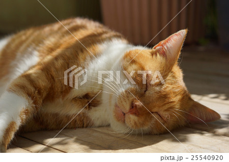 眠る茶猫 25540920