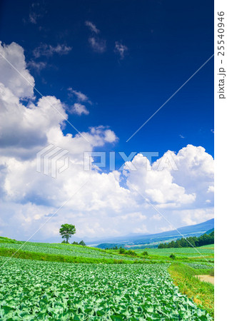 嬬恋村のキャベツ畑 25540946