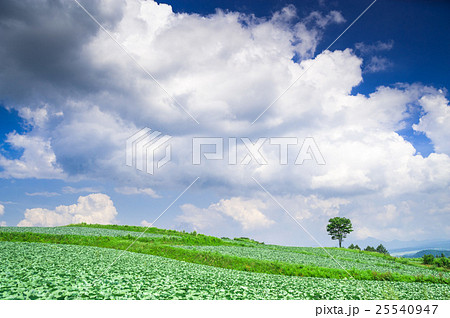 嬬恋村のキャベツ畑 25540947