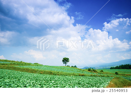 嬬恋村のキャベツ畑 25540953