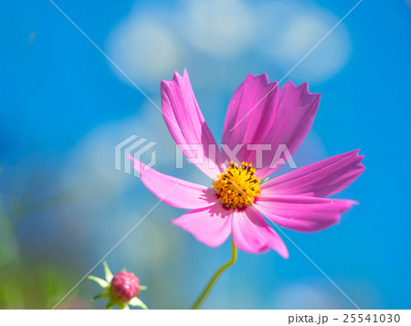 秋桜 25541030