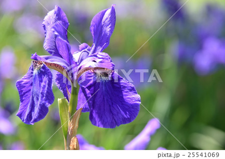 早水公園のアヤメ (宮崎県都城市) 早水公園のアヤメ (宮崎県都城市) 25541069