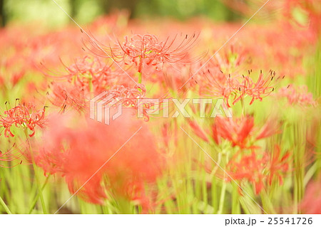 巾着田・曼珠沙華 25541726