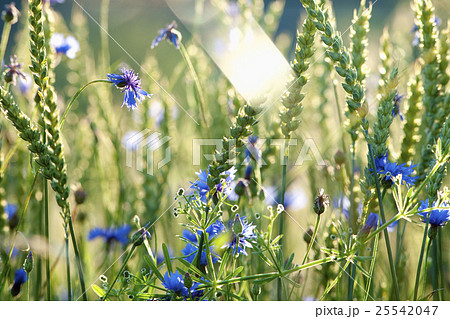 Field of Wheat 25542047
