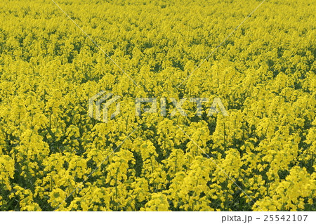 菜の花畑 25542107
