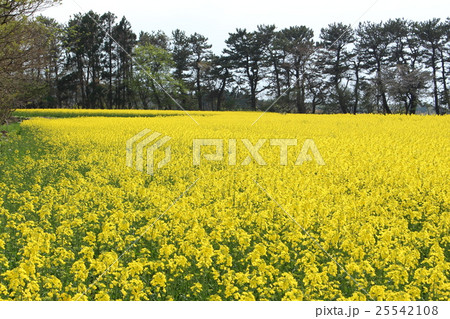 菜の花畑 25542108