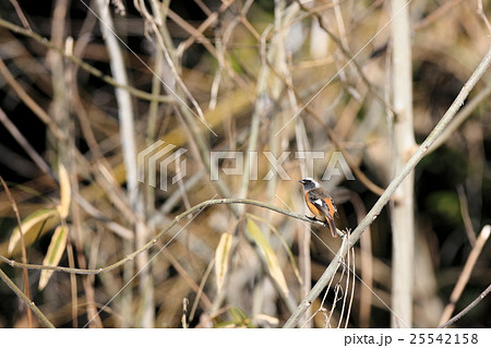ジョウビタキ ジョウビタキ 25542158