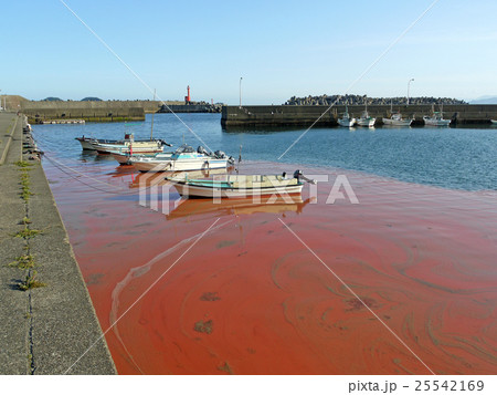 港の赤潮 港の赤潮 25542169