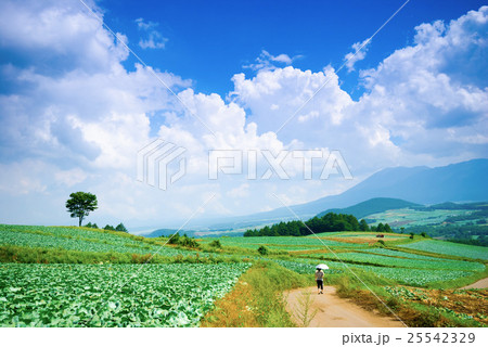 嬬恋村のキャベツ畑 25542329