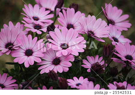 シネラリア シネラリア 25542531