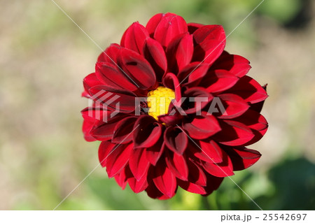 ダリア 25542697