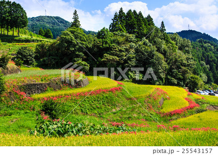江里山の棚田と彼岸花　佐賀県小城市 25543157
