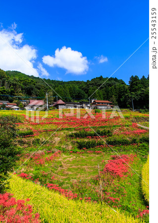 江里山の棚田と彼岸花　佐賀県小城市 25543159
