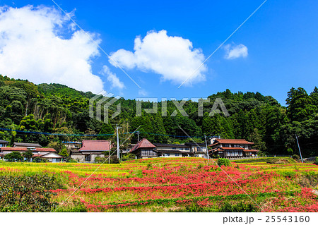 江里山の棚田と彼岸花　佐賀県小城市 25543160