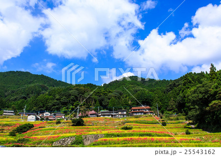 江里山の棚田と彼岸花　佐賀県小城市 25543162