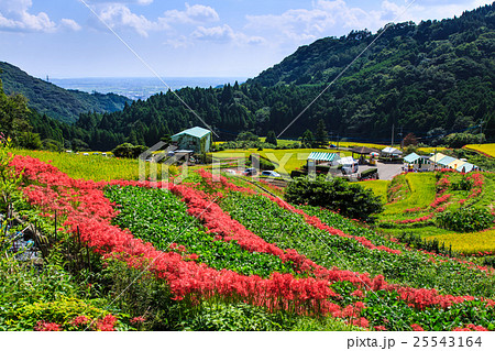 江里山の棚田と彼岸花　佐賀県小城市 25543164
