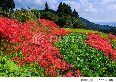 江里山の棚田と彼岸花　佐賀県小城市 25543166