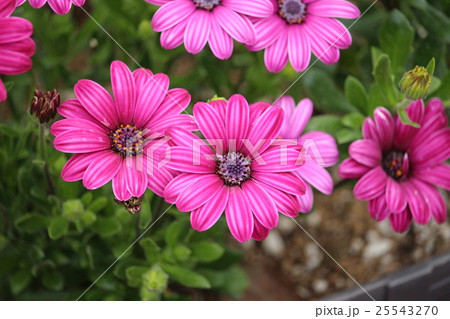 ディモルホセカ ディモルホセカ 25543270