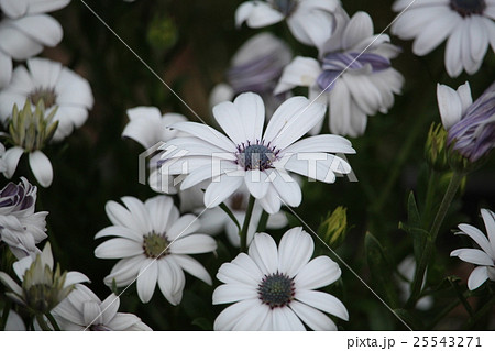 サイネリア サイネリア 25543271