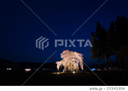 おしら様のしだれ桜ライトアップ おしら様のしだれ桜ライトアップ 25543304