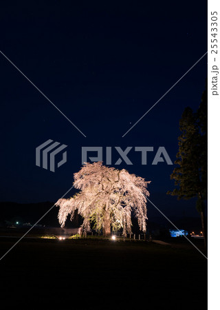 おしら様のしだれ桜ライトアップ おしら様のしだれ桜ライトアップ 25543305