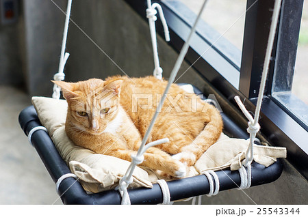 Lovely red cat, soft focus. Lovely red cat, soft focus. 25543344