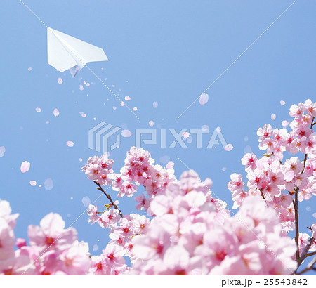 桜 紙飛行機 背景 春イメージのイラスト素材