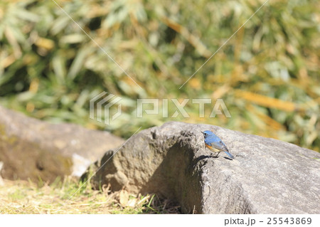 ルリビタキ 25543869