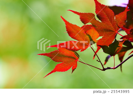 もみじ 25543995