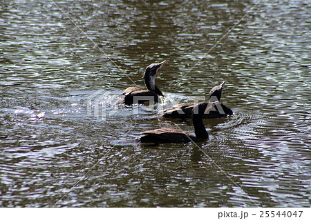 皇居のカルガモ 25544047