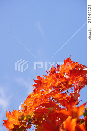 美しいカジカエデの紅葉 25544225