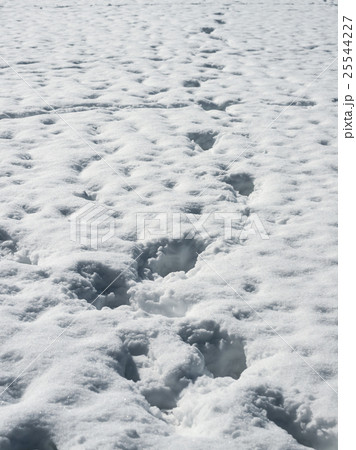 雪 25544227