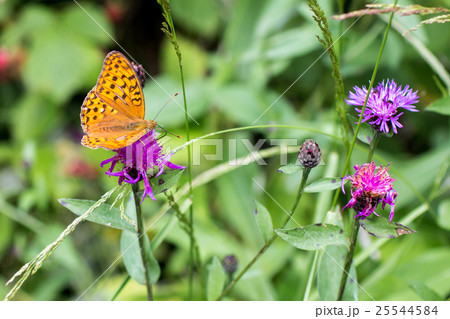 a butterfly "silver-washed fritillary" 25544584