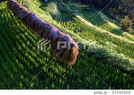 棚田の秋(奈良県宇陀市) 棚田の秋(奈良県宇陀市) 25545020