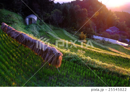 棚田の秋（奈良県宇陀市） 25545022