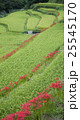 彼岸花と棚田 25545170