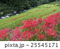 彼岸花と棚田 25545171