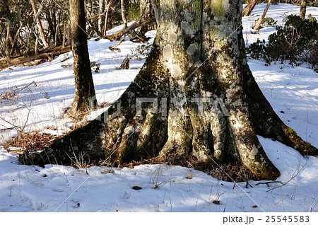 雪の天王寺尾根 25545583