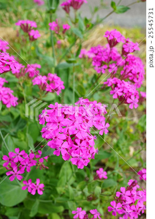 可憐なムシトリナデシコ 25545731