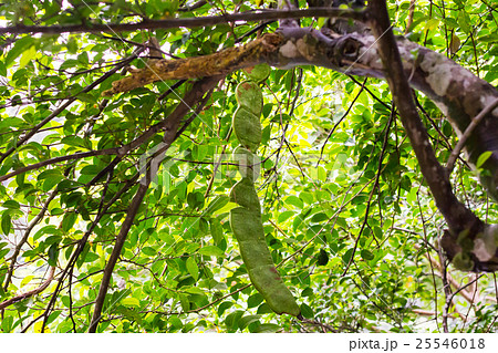 モダマ（藻玉） 25546018