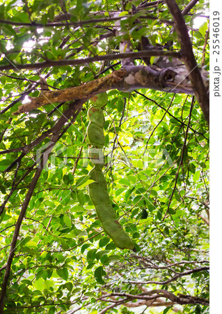 モダマ(藻玉) モダマ(藻玉) 25546019