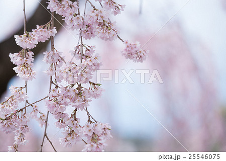 高解像度さくらイメージ 高解像度さくらイメージ 25546075