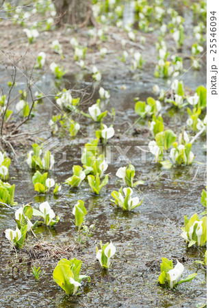 水芭蕉の群生地 25546094