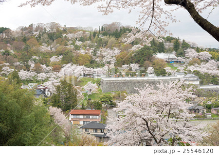 二本松城の桜 25546120