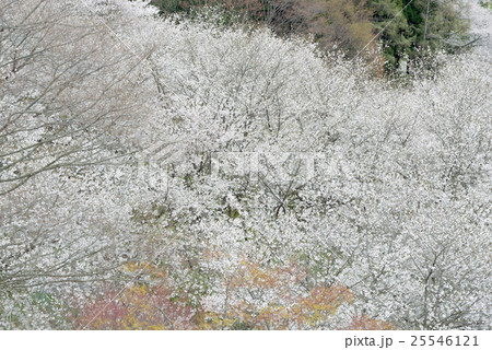 二本松城の桜 25546121