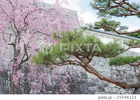 二本松城の桜 25546123