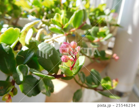 カランコエ ウェンディーの蕾 カランコエ ウェンディーの蕾 25546234