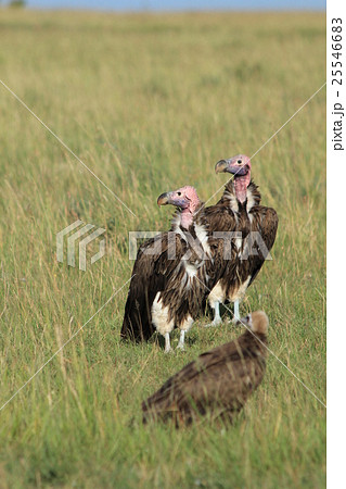 ミミヒダハゲワシ3匹縦（ケニア） 25546683